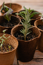 unsplash_TQz9dftU1Kk_jardinage.webp.jpg.jpg