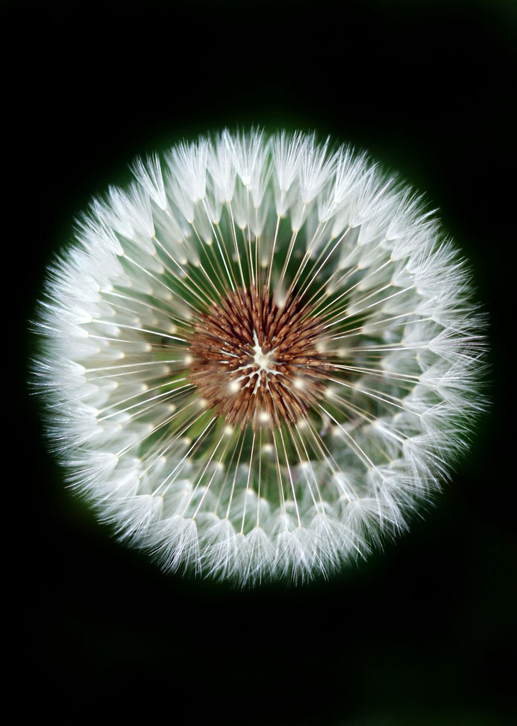 unsplash_uKVs2ovR0KY_mandala.jpg.webp
