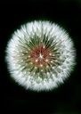 unsplash_uKVs2ovR0KY_mandala.jpg.webp