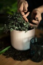 Atelier plantes