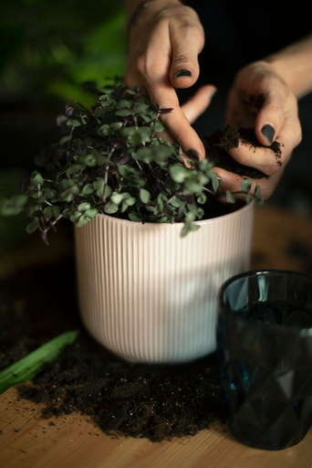 Atelier plantes